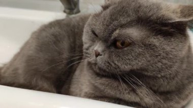 Lavabodaki kedi. Gri İngiliz kedisi. Komik siyah tekir kedi banyo lavabosunda yatar ve musluğu yalamaya çalışır. Kara kedi banyo lavabosunda yatıyor. Lavaboda uyuyan dişi kedi.
