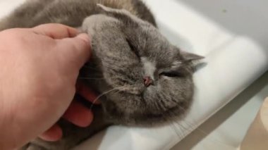 Lavabodaki kedi. Gri İngiliz kedisi. Komik siyah tekir kedi banyo lavabosunda yatar ve musluğu yalamaya çalışır. Kara kedi banyo lavabosunda yatıyor. Lavaboda uyuyan dişi kedi.