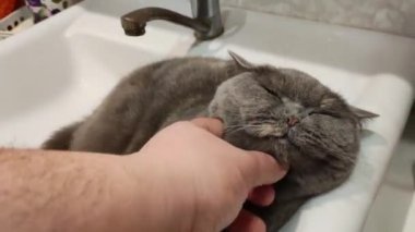 Lavabodaki kedi. Gri İngiliz kedisi. Komik siyah tekir kedi banyo lavabosunda yatar ve musluğu yalamaya çalışır. Kara kedi banyo lavabosunda yatıyor. Lavaboda uyuyan dişi kedi.