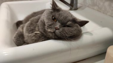 Lavabodaki kedi. Gri İngiliz kedisi. Komik siyah tekir kedi banyo lavabosunda yatar ve musluğu yalamaya çalışır. Kara kedi banyo lavabosunda yatıyor. Lavaboda uyuyan dişi kedi.