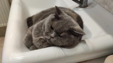 Lavabodaki kedi. Gri İngiliz kedisi. Komik siyah tekir kedi banyo lavabosunda yatar ve musluğu yalamaya çalışır. Kara kedi banyo lavabosunda yatıyor. Lavaboda uyuyan dişi kedi.