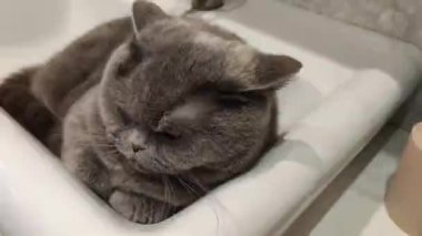 Lavabodaki kedi. Gri İngiliz kedisi. Komik siyah tekir kedi banyo lavabosunda yatar ve musluğu yalamaya çalışır. Kara kedi banyo lavabosunda yatıyor. Lavaboda uyuyan dişi kedi.
