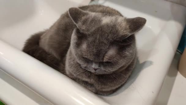 猫在洗脸盆里 灰色的英国猫 有趣的黑胖的猫躺在浴室的水池里 试着舔水龙头 黑猫躺在浴室的水池里 睡在洗脸盆里的母猫 — 图库视频影像