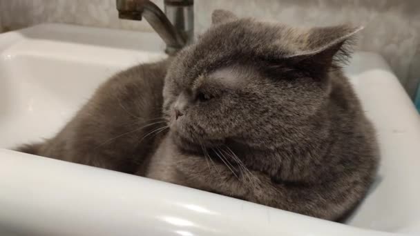 Cat Washbasin Gray British Cat Funny Black Tabby Cat Lays — Stock Video