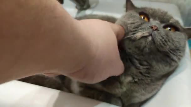 Katt Handfatet Grå Brittisk Katt Rolig Svart Tabby Katt Lägger — Stockvideo