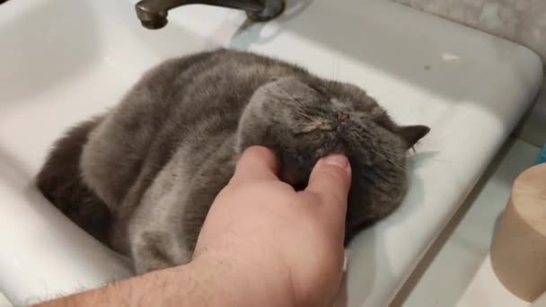 猫在洗脸盆里 灰色的英国猫 有趣的黑胖的猫躺在浴室的水池里 试着舔水龙头 黑猫躺在浴室的水池里 睡在洗脸盆里的母猫 — 图库视频影像