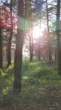 bahar ormanı. Uzun çamlar. Ağaçların derin gölgeleri. Yeşil çimenler. Ormanda gün batımı. İlkbaharda doğa yürüyüşü. Ormandaki patika. video 4k. dikey video.
