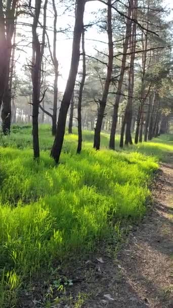 Frühlingswald Hohe Kiefern Tiefe Schatten Von Bäumen Grünes Gras Sonnenuntergang — Stockvideo
