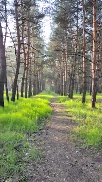Bosque Primavera Pinos Altos Sombras Profundas Los Árboles Hierba Verde — Vídeo de stock