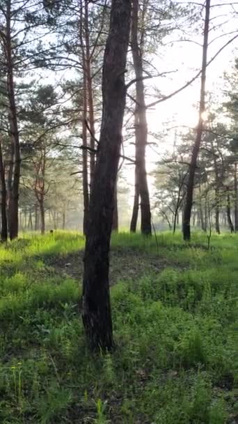 Spring Forest Tall Pines Deep Shadows Trees Green Grass Sunset — Stock Video