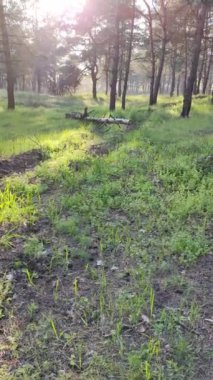 bahar ormanı. Uzun çamlar. Ağaçların derin gölgeleri. Yeşil çimenler. Ormanda gün batımı. İlkbaharda doğa yürüyüşü. Ormandaki patika. video 4k. dikey video.