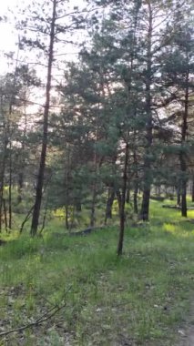 bahar ormanı. Uzun çamlar. Ağaçların derin gölgeleri. Yeşil çimenler. Ormanda gün batımı. İlkbaharda doğa yürüyüşü. Ormandaki patika. video 4k. dikey video.