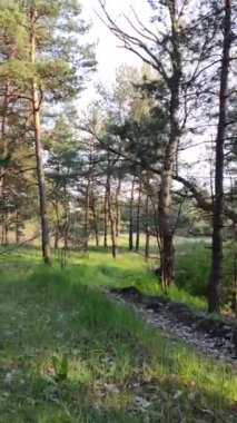 bahar ormanı. Uzun çamlar. Ağaçların derin gölgeleri. Yeşil çimenler. Ormanda gün batımı. İlkbaharda doğa yürüyüşü. Ormandaki patika. video 4k. dikey video.