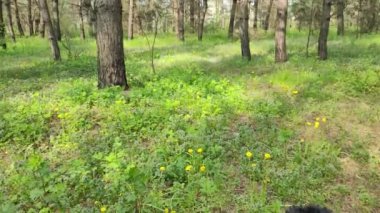 Kır çiçekleri. Ormandaki çiçeklerle birlikte. Orman çiçekleri. Taze yeşil çimler, Orman Ormanı 'nın Doğal Arkaplanı, Yeşil Tarla, Çimenli Yeşil Çimler. Açık mavi gökyüzü