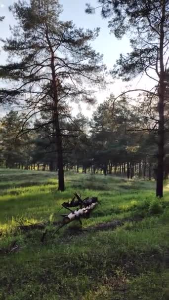 Весняний Ліс Високі Сосни Глибокі Тіні Дерев Зелена Трава Захід — стокове відео