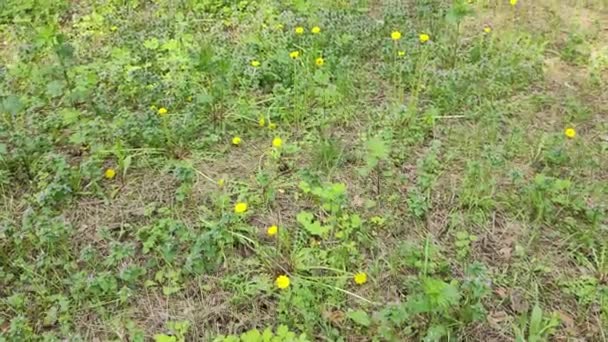 Flori Sălbatice Curățarea Flori Pădure Flori Păduri Iarbă Verde Proaspătă — Videoclip de stoc