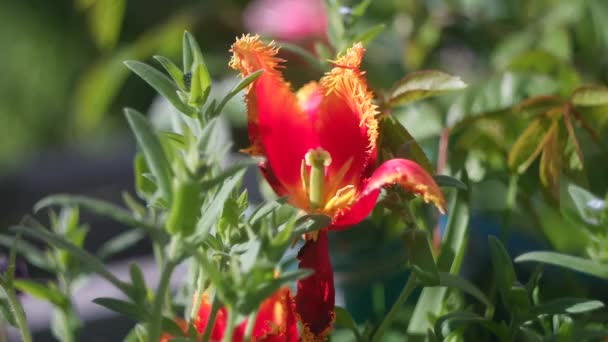 とても美しいチューリップです 珍しいチューリップだ 庭で非常に美しい赤いチューリップのビューを閉じます 4Kビデオ チューリップの花の動きビデオあります見て非常に美しい — ストック動画