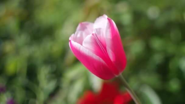 Very Beautiful Tulips Unusual Tulips Close View Very Beautiful Red — Stock Video