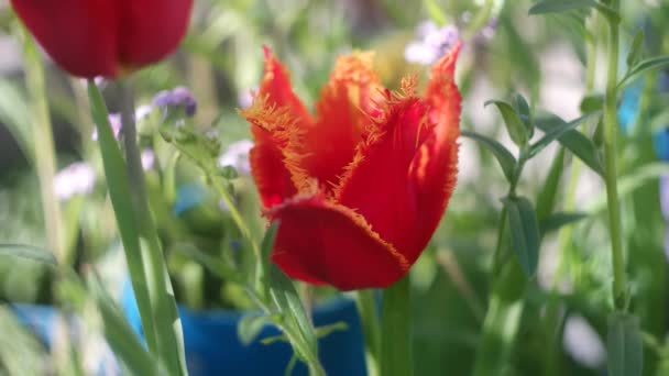 Красивые Тюльпаны Необычные Тюльпаны Закройте Вид Красивые Красные Тюльпаны Саду — стоковое видео