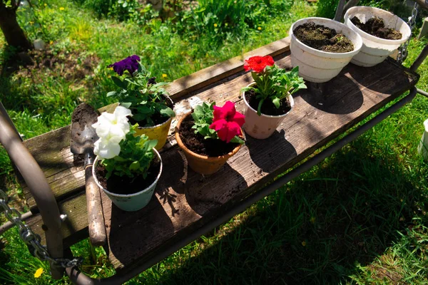 Petunias Macetas Plantando Petunias Trabajos Primavera Jardín Mujer Mujer Plantando — Foto de Stock