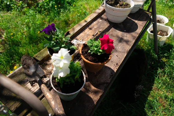 완두콩을 넣습니다 완두콩을 있습니다 봄철에 정원에서 일하는 페튜니아 발코니 화분에 — 스톡 사진