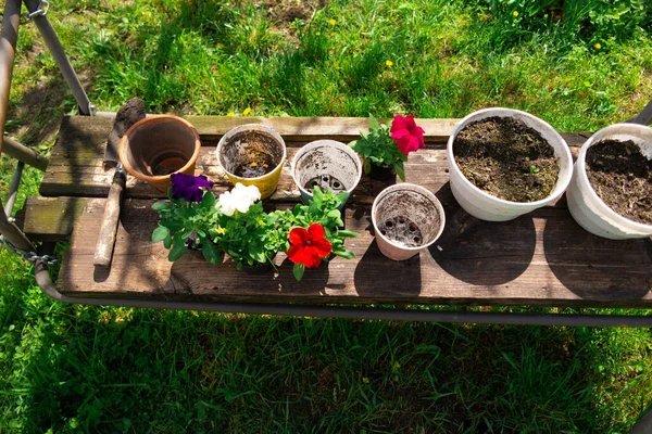 Petunias Macetas Plantando Petunias Trabajos Primavera Jardín Mujer Mujer Plantando —  Fotos de Stock