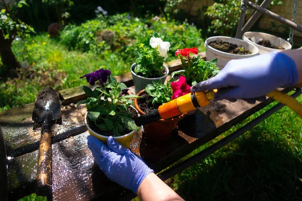 水壶里的花瓣 种植花瓣 园中的春天工程 女人们在阳台上种植豌豆花户外绿草室外温暖阳光明媚的日子 — 图库照片