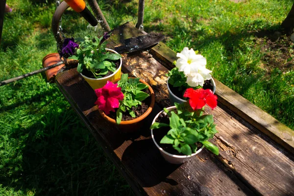 Petunias Macetas Plantando Petunias Trabajos Primavera Jardín Mujer Mujer Plantando — Foto de Stock
