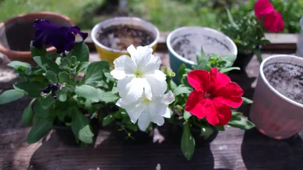Petunias Macetas Plantando Petunias Trabajos Primavera Jardín Mujer Mujer Plantando — Vídeo de stock