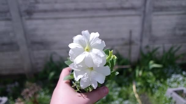 Saksıda Petunyalar Petunya Ekiyorum Lkbahar Bahçede Çalışır Kadın Petunya Çiçeğini — Stok video