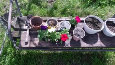 Saksıda petunyalar. Petunya ekiyorum. İlkbahar bahçede çalışır: Kadın petunya çiçeğini açık havada balkona eker. Yeşil çimenler dışarıda güneşli bir gün. Dışarıda petunya çiçeği yetiştiren yeni bir bitki..