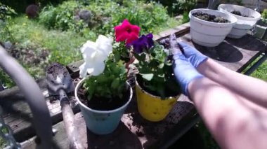 Saksıda petunyalar. Petunya ekiyorum. İlkbahar bahçede çalışır: Kadın petunya çiçeğini açık havada balkona eker. Yeşil çimenler dışarıda güneşli bir gün. Dışarıda petunya çiçeği yetiştiren yeni bir bitki..