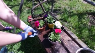 Saksıda petunyalar. Petunya ekiyorum. İlkbahar bahçede çalışır: Kadın petunya çiçeğini açık havada balkona eker. Yeşil çimenler dışarıda güneşli bir gün. Dışarıda petunya çiçeği yetiştiren yeni bir bitki..