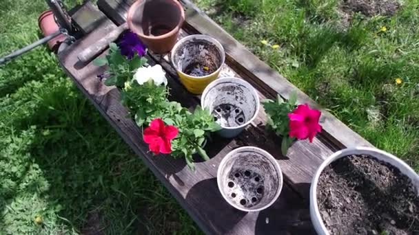 Petúnia Cserépben Petúniát Ültetek Tavaszi Munkák Kertben Nőstény Ültető Petúnia — Stock videók