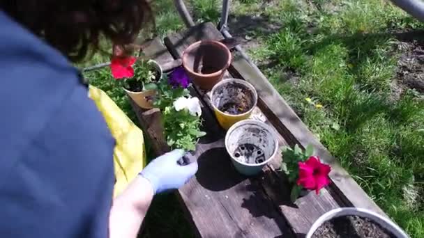 Πετούνιες Γλάστρες Φύτεψε Πετούνιες Άνοιξη Έργα Στον Κήπο Θηλυκό Γυναίκα — Αρχείο Βίντεο