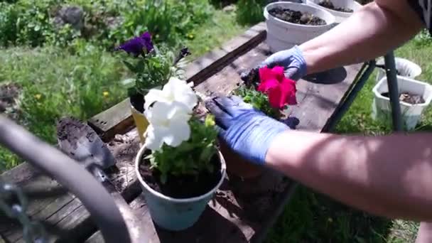 Petúnias Vasos Plantar Petúnias Primavera Funciona Jardim Mulher Feminina Plantando — Vídeo de Stock