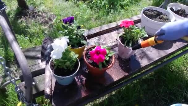 Saksıda Petunyalar Petunya Ekiyorum Lkbahar Bahçede Çalışır Kadın Petunya Çiçeğini — Stok video