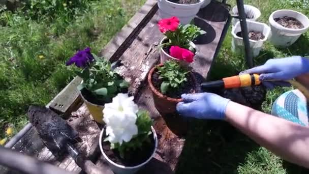 Petunior Grytor Att Plantera Petunior Vår Fungerar Trädgården Kvinnlig Kvinna — Stockvideo