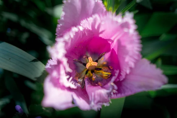 stock image tulips. unusual tulips in the garden. Wild Red Data Book tulips Greig in the fields of Kazakhstan. Spring flowers under the rays of sunlight. Beautiful landscape of nature. Hi spring.