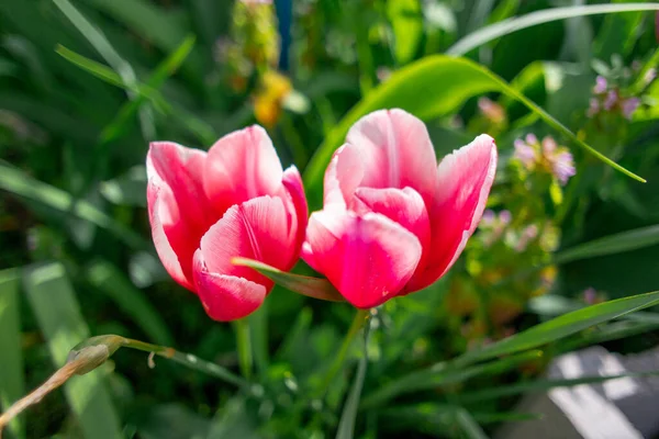 Тюльпаны Необычные Тюльпаны Саду Wild Red Data Book Тюльпаны Greig — стоковое фото