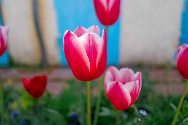 Tulipany Niezwykłe Tulipany Ogrodzie Wild Red Data Book Tulipany Greig — Zdjęcie stockowe