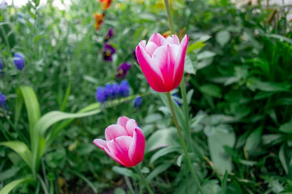 Des Tulipes Tulipes Insolites Dans Jardin Wild Red Data Book — Photo