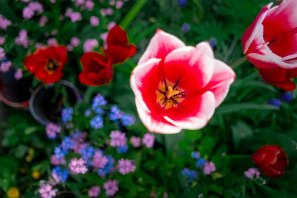 Tulipany Niezwykłe Tulipany Ogrodzie Wild Red Data Book Tulipany Greig — Zdjęcie stockowe