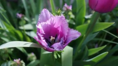 Laleler. Bahçedeki sıra dışı laleler. Kazakistan 'da Vahşi Kırmızı Veri Kitabı laleleri Greig. Güneş ışığının altında bahar çiçekleri. Doğanın güzel manzarası. Merhaba bahar..