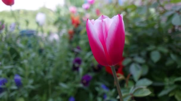 Tulip Tulip Yang Tidak Biasa Taman Wild Red Data Book — Stok Video