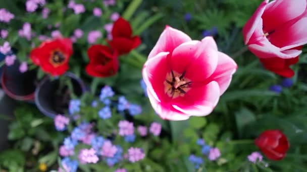 Tulipani Tulipani Insoliti Giardino Wild Red Data Book Tulipani Greig — Video Stock