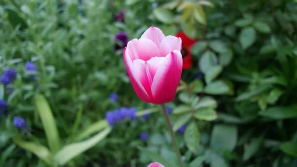 Тюльпани Незвичайні Тюльпани Саду Wild Red Data Book Tulips Greig — стокове відео