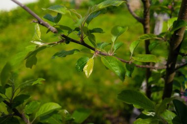 Bir elma ağacının yeşil yaprakları. İlkbaharda elma ağacı. Bahçedeki elma ağacında ilk bahar tomurcukları. Meyve bahçesinin çiçeklenmesinin başlangıcı. İlk yapraklar Nisan 'da meyve ağacında yetişir. Elma ağacı çiçek açmaya başlar..
