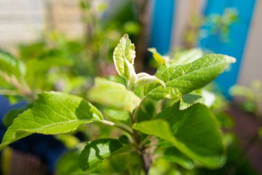 Bir elma ağacının yeşil yaprakları. İlkbaharda elma ağacı. Bahçedeki elma ağacında ilk bahar tomurcukları. Meyve bahçesinin çiçeklenmesinin başlangıcı. İlk yapraklar Nisan 'da meyve ağacında yetişir. Elma ağacı çiçek açmaya başlar..
