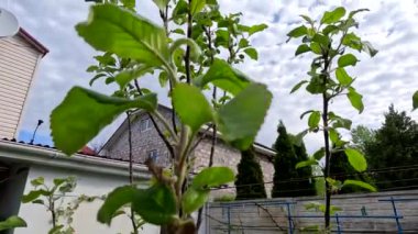 Bir elma ağacının yeşil yaprakları. İlkbaharda elma ağacı. Bahçedeki elma ağacında ilk bahar tomurcukları. Meyve bahçesinin çiçeklenmesinin başlangıcı. İlk yapraklar Nisan 'da meyve ağacında yetişir. Elma ağacı çiçek açmaya başlar..